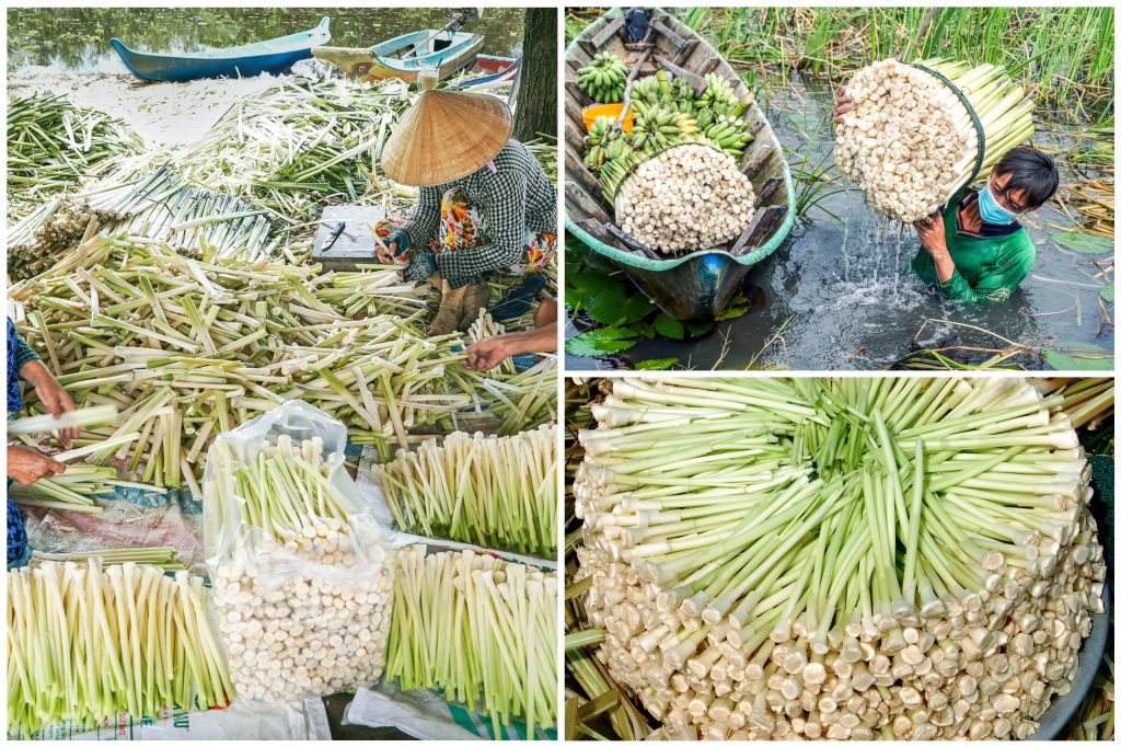 Hái và Chế Biến Bồn Bồn - Cà Mau Eco